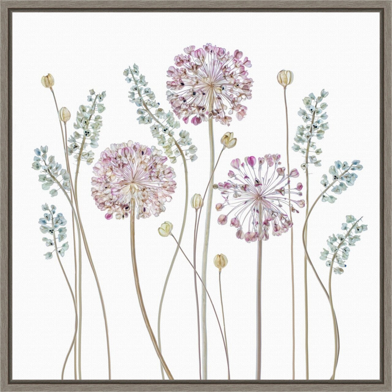 Allium Flower Silhouettes by Mandy Disher 16-in. W x 16-in. H. Canvas Wall Art Print Framed in Grey